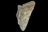 Bargain, Fossil Megalodon Tooth - South Carolina #172157-1